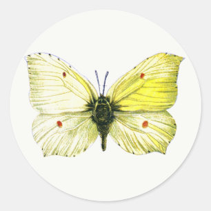 Sticker Rond Gonepteryx rhamni - Le papillon commun de Brimston