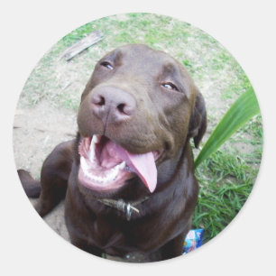 Sticker Rond Goofy Delties : Chocolat Brown Labrador Puppy,