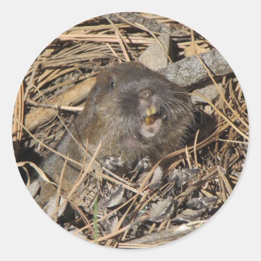 Sticker Rond Gopher de poche (Devant)
