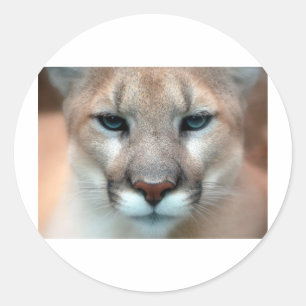 STICKER ROND GORGEANT COUGAR