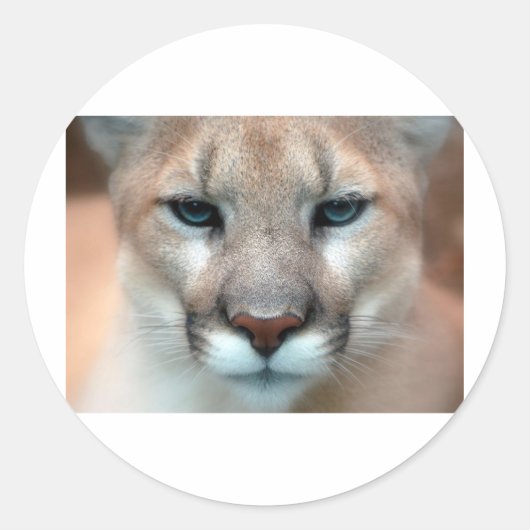 STICKER ROND GORGEANT COUGAR (Devant)