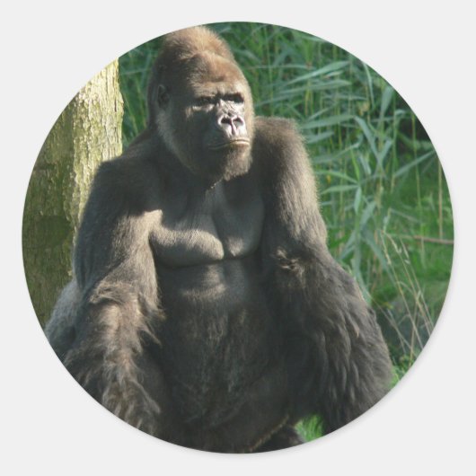 Sticker Rond Gorilla (Devant)