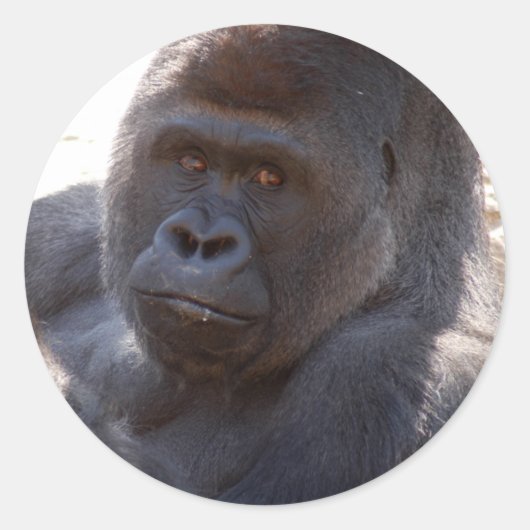 Sticker Rond Gorilla_004 (Devant)