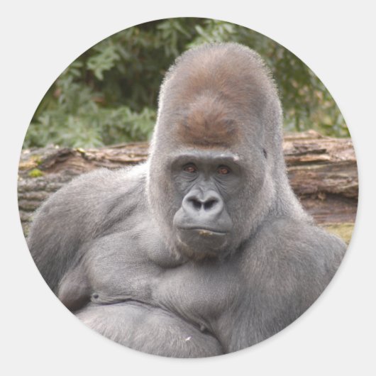 Sticker Rond Gorilla_021 (Devant)