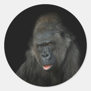 Sticker Rond Gorilla Biddy