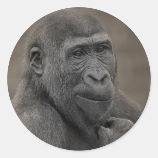 Sticker Rond Gorilla Shufai (Devant)