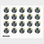 Sticker Rond Gorille D'Argent Et Sa Couverture (Feuille)