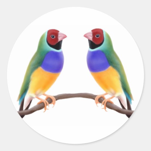 Sticker Rond Gouldian Finch Friends (Devant)