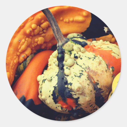 Sticker Rond Gourdes fantaisie Nature (Devant)