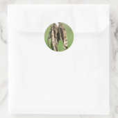 Sticker Rond Graines d'Acacia (Sac)