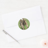 Sticker Rond Graines d'Acacia (Enveloppe)