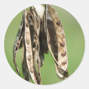 Sticker Rond Graines d'Acacia