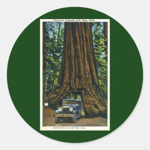 Sticker Rond Grand arbre Wawona, verger de Mariposa, CA