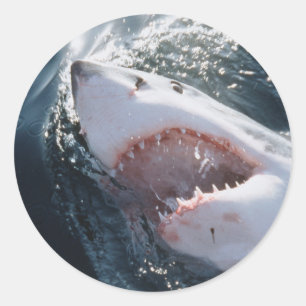 Sticker Rond Grand requin blanc en mer