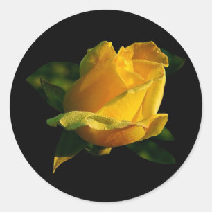 Sticker Rond Grande rose jaune
