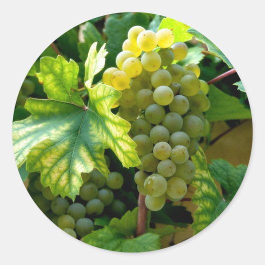 Sticker Rond Grapevine (Devant)