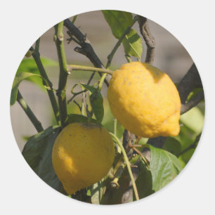 Sticker Rond Graphiques Citron Espagnol