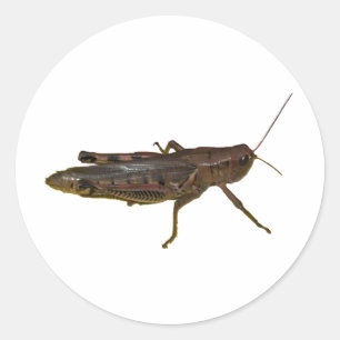 Sticker Rond Grasshopper