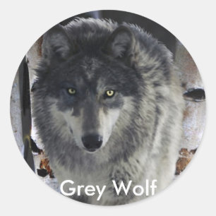 Sticker Rond GRAY PACK WOLF, collection