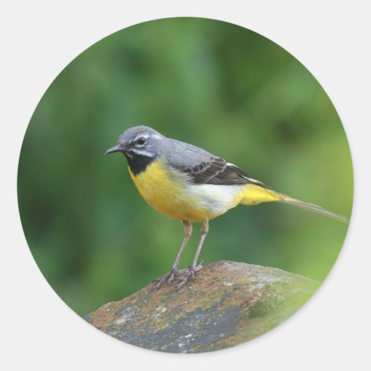 Sticker Rond Gray Wagtail - oiseau (Devant)