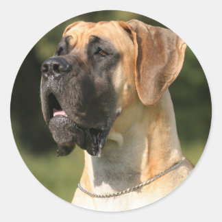 Sticker Rond Great Dane - fawn / Dogge allemand - jaune
