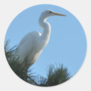 Sticker Rond Great Egret dans la Floride ensoleillée