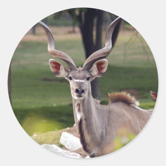 Sticker Rond greater-kudu-9 (Devant)