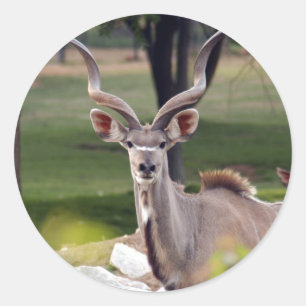 Sticker Rond greater-kudu-9