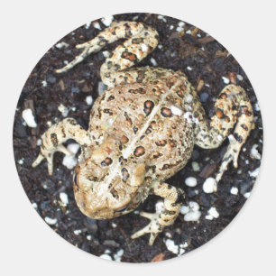 Sticker Rond Grenouille