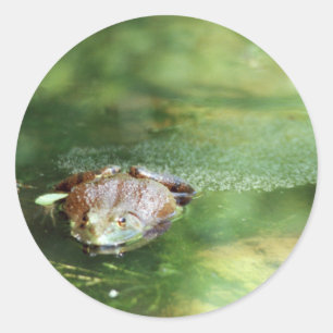 Sticker Rond Grenouille