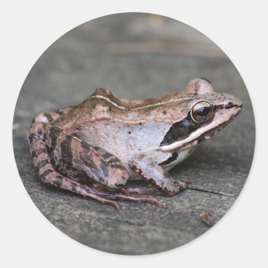 Sticker Rond Grenouille à bois (Devant)