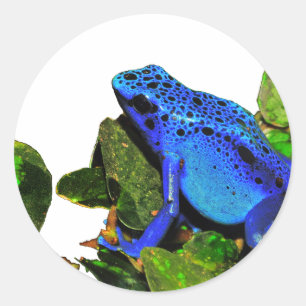 Sticker Rond Grenouille à tarte à poison bleu