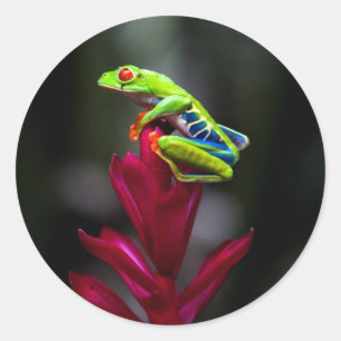 Sticker Rond Grenouille aux yeux rouges
