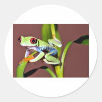 grenouille d'arbre observée par rouge