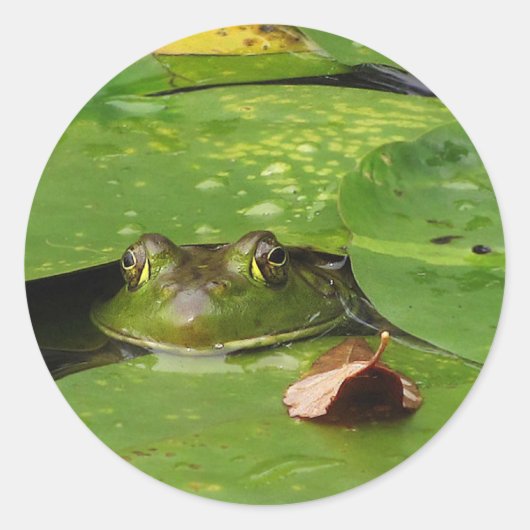 Sticker Rond Grenouille et Lily Pads (Devant)