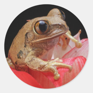 Sticker Rond Grenouille mûre