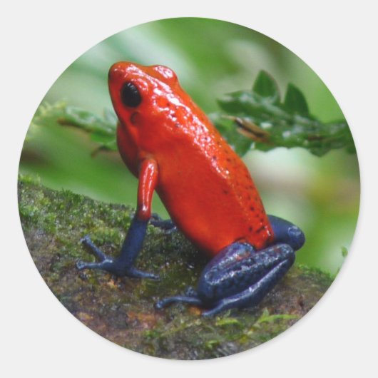 Sticker Rond Grenouille rouge et bleu poison (Devant)