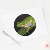 Sticker Rond Grenouille verte (Hyla cinerea) 2 (Enveloppe)