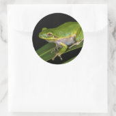 Sticker Rond Grenouille verte (Hyla cinerea) 2 (Sac)