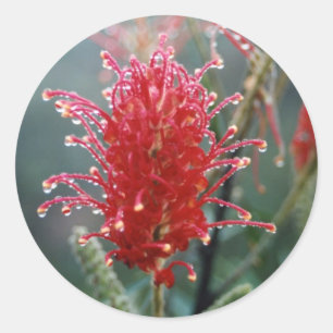 Sticker Rond Grevillea