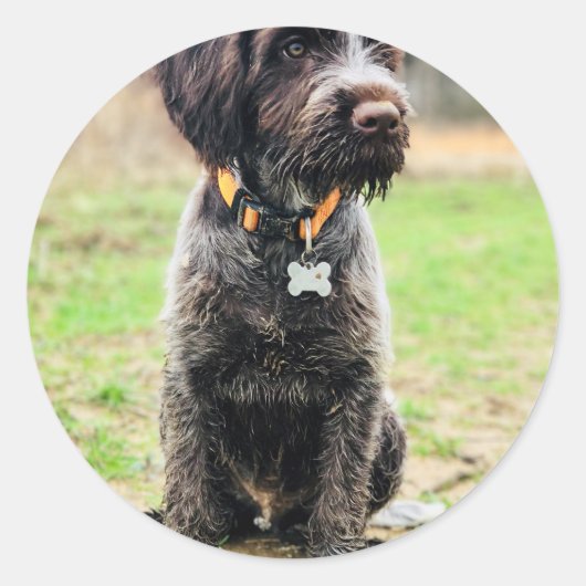 Sticker Rond Griffon puppy (Devant)