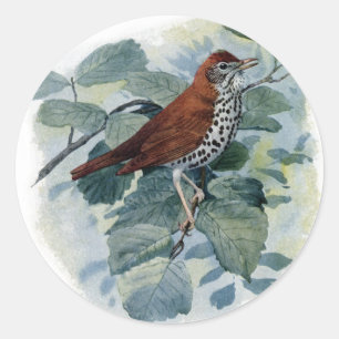 Sticker Rond Grive en bois sur une brindille