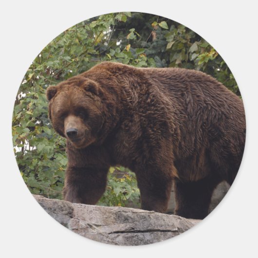 Sticker Rond grizzli-ours-004 (Devant)