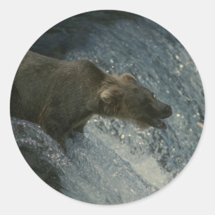 Sticker Rond Grizzly Bear photo-pêche pour Saumon
