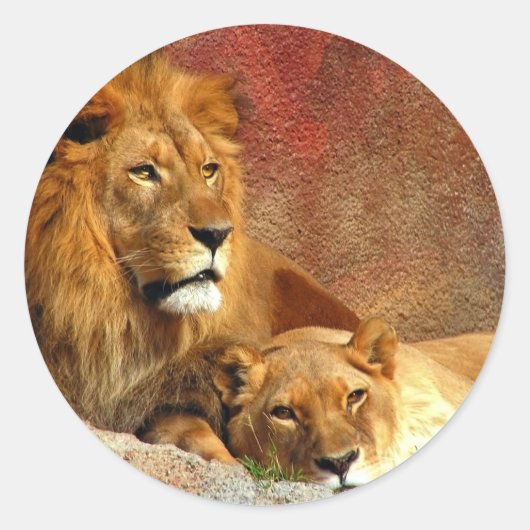 Sticker Rond Gros Chats - 6 (Devant)