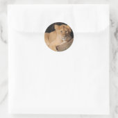Sticker Rond Gros Chats - 8 (Sac)
