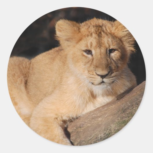 Sticker Rond Gros Chats - 8 (Devant)