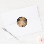 Sticker Rond Gros Chats - 8 (Enveloppe)
