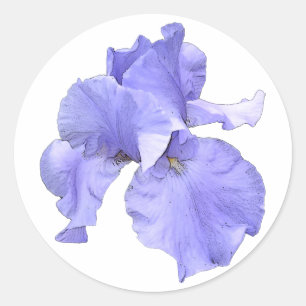 Sticker Rond Gros Iris Violet
