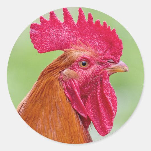 Sticker Rond Gros plan (Devant)